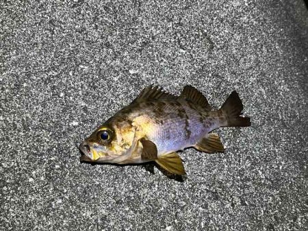 アミパターンメバルを最強アイテムで釣る！