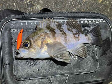 アミパターンメバルをプラッキングで攻略