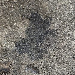 コウイカエギング