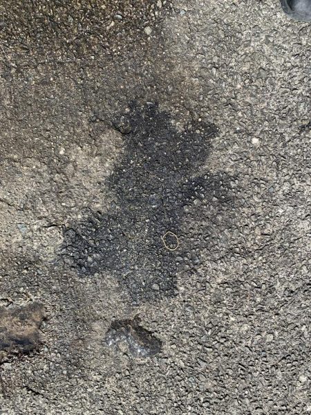 コウイカエギング