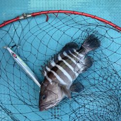 蒲生田沖でハマチ