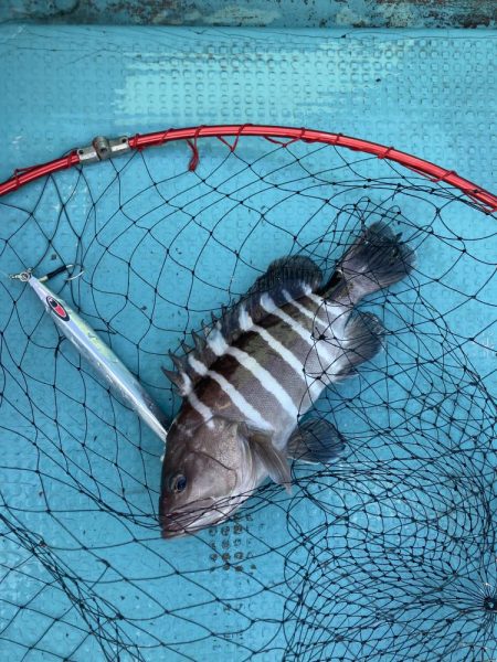 蒲生田沖でハマチ