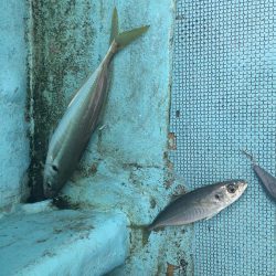 たかたか釣り日記