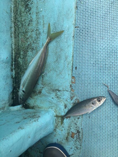 たかたか釣り日記
