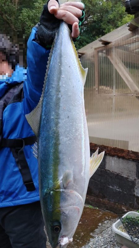 貰ったポッパーとペンシル投げたら釣れた。