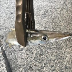 朝マズメのカマス釣り