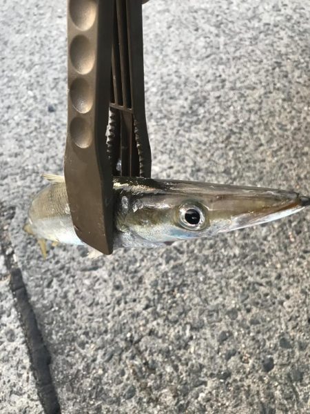 朝マズメのカマス釣り