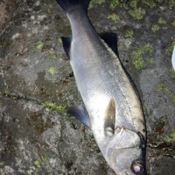 極寒のヒラスズキ