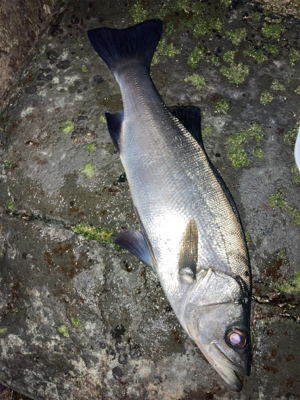 極寒のヒラスズキ