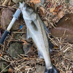 ダイソーワーム炸裂