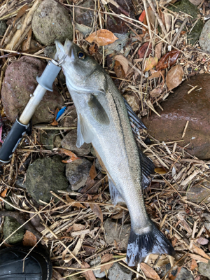 ダイソーワーム炸裂