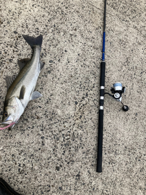 高活性、丸スズキ