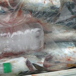 ヤリイカ、スルメイカ、サバが釣れたよ(^_-)-☆