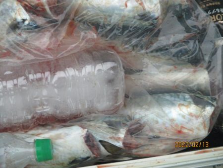 ヤリイカ、スルメイカ、サバが釣れたよ(^_-)-☆