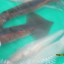 サバ72匹、スルメイカ4匹(^_-)-☆