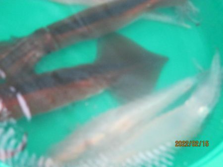 サバ72匹、スルメイカ4匹(^_-)-☆