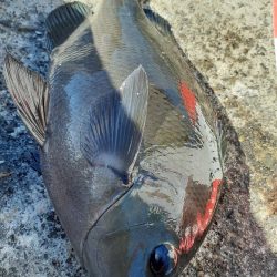 堤防グレ限界サイズ