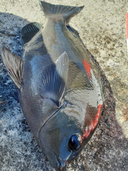 堤防グレ限界サイズ
