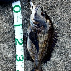 それでもやっぱり会いに行く。