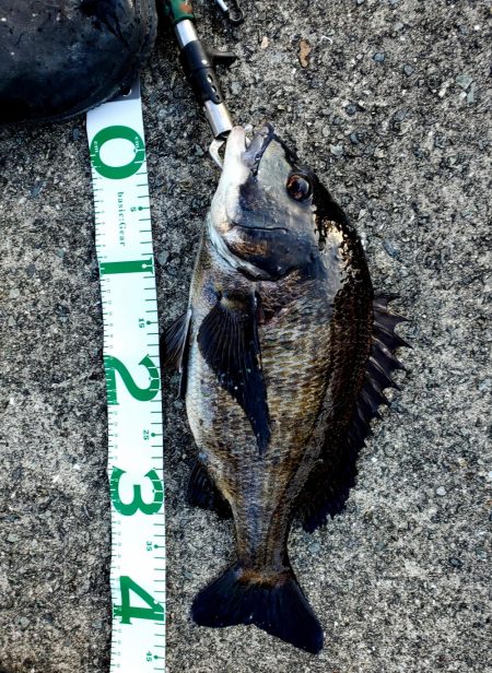 それでもやっぱり会いに行く。