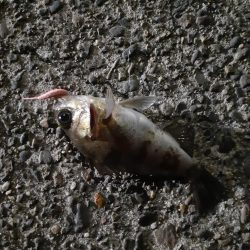 鹿島灘港でメバリング