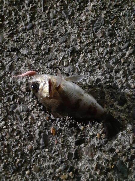 鹿島灘港でメバリング