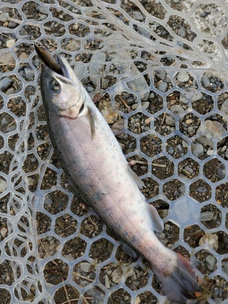 既成概念崩壊釣行記