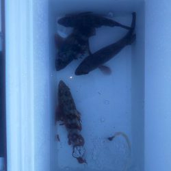 ショートバイト