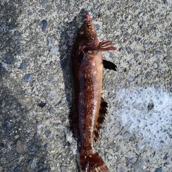 久慈港でのちょい投げ釣り