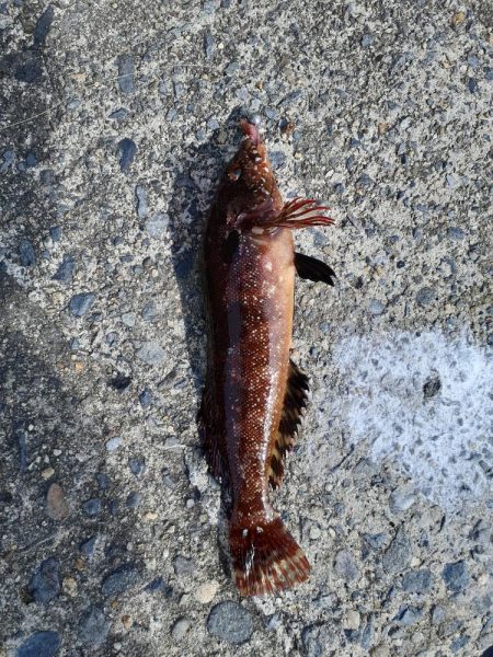 久慈港でのちょい投げ釣り