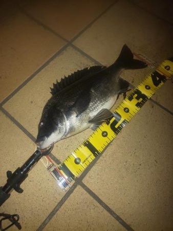 久しぶりの投稿です