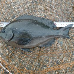 福井　釣果　グレ　良型　