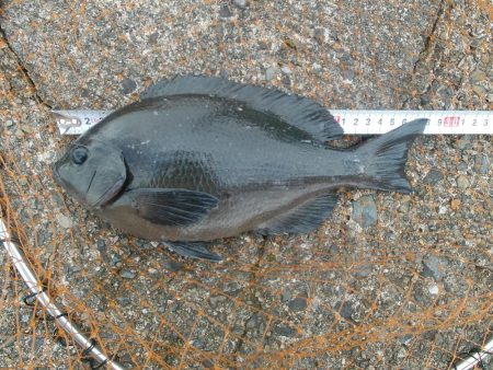 福井　釣果　グレ　良型　