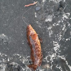 那珂湊港のちょい投げ釣り