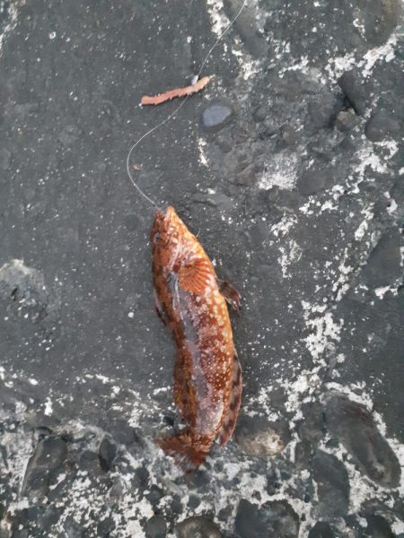 那珂湊港のちょい投げ釣り