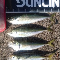 アジ不作のこの約2週間。。。 冷蔵庫内の在庫が危機的状況になり早朝からGO!!