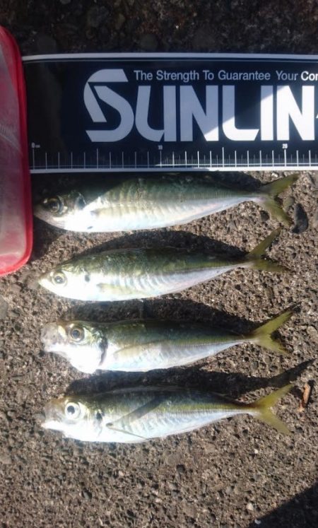 アジ不作のこの約2週間。。。 冷蔵庫内の在庫が危機的状況になり早朝からGO!!