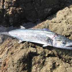 サワラ110cm 1匹釣れました