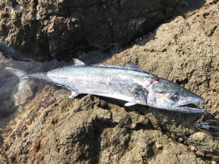 サワラ110cm 1匹釣れました