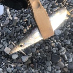 朝マズメのカマス釣り