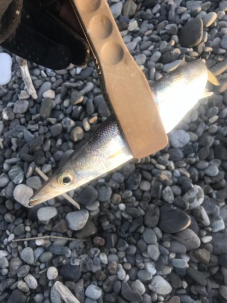 朝マズメのカマス釣り