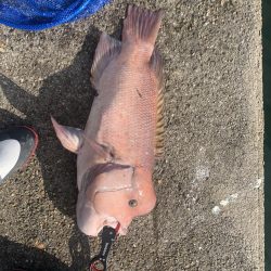 タンコブゲーム