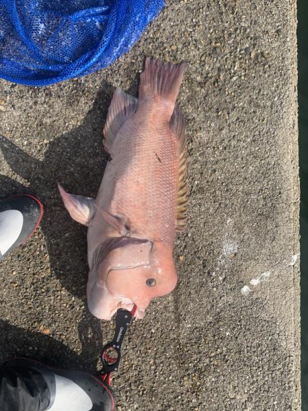 タンコブゲーム