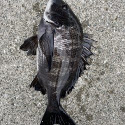 イチノ兄弟、釣果!