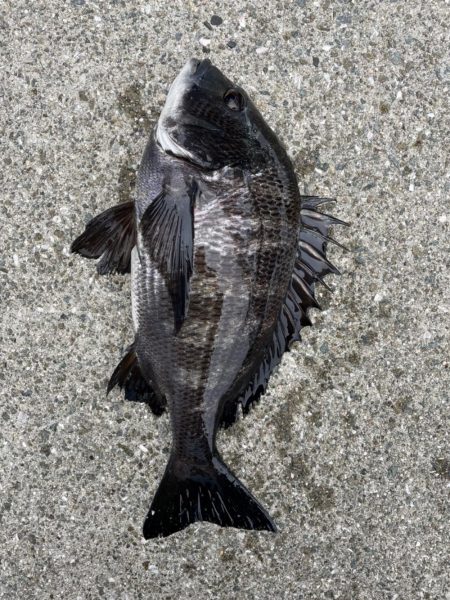 イチノ兄弟、釣果!