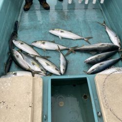 伊島近海で青物