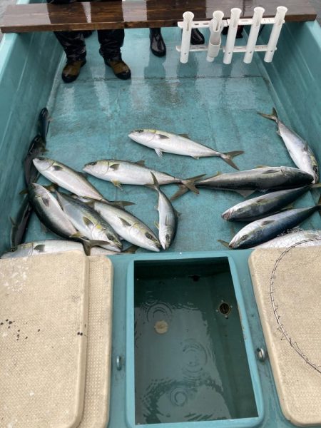 伊島近海で青物