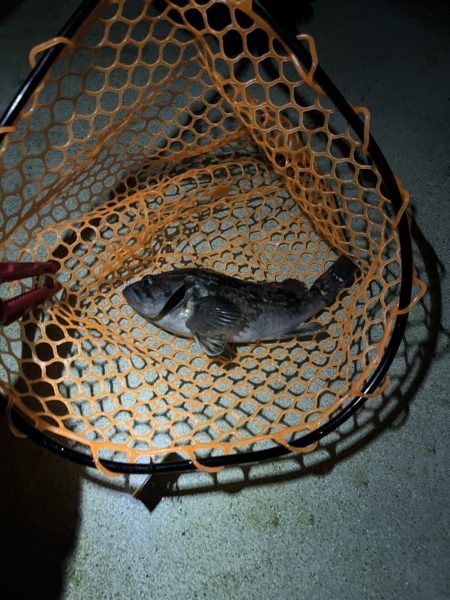 2022年初フィッシュ