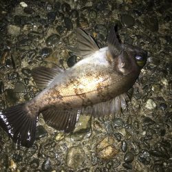 極寒のメバリング