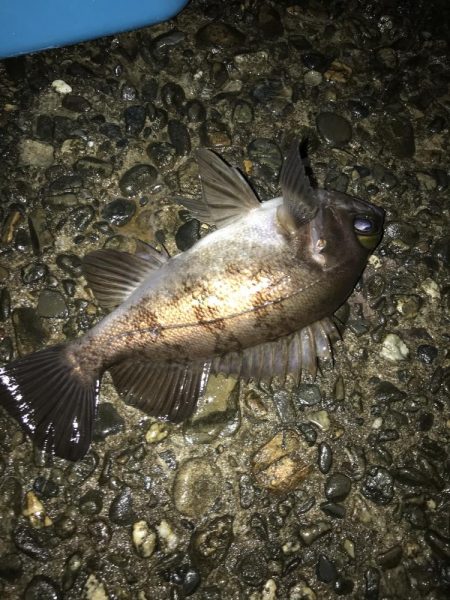 極寒のメバリング